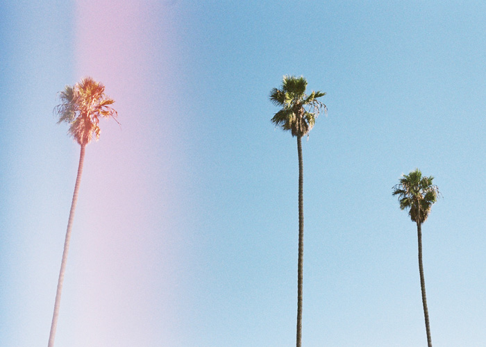 In front of us: L.A. trees