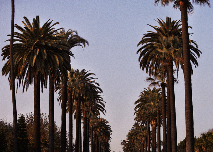 palmtrees_02