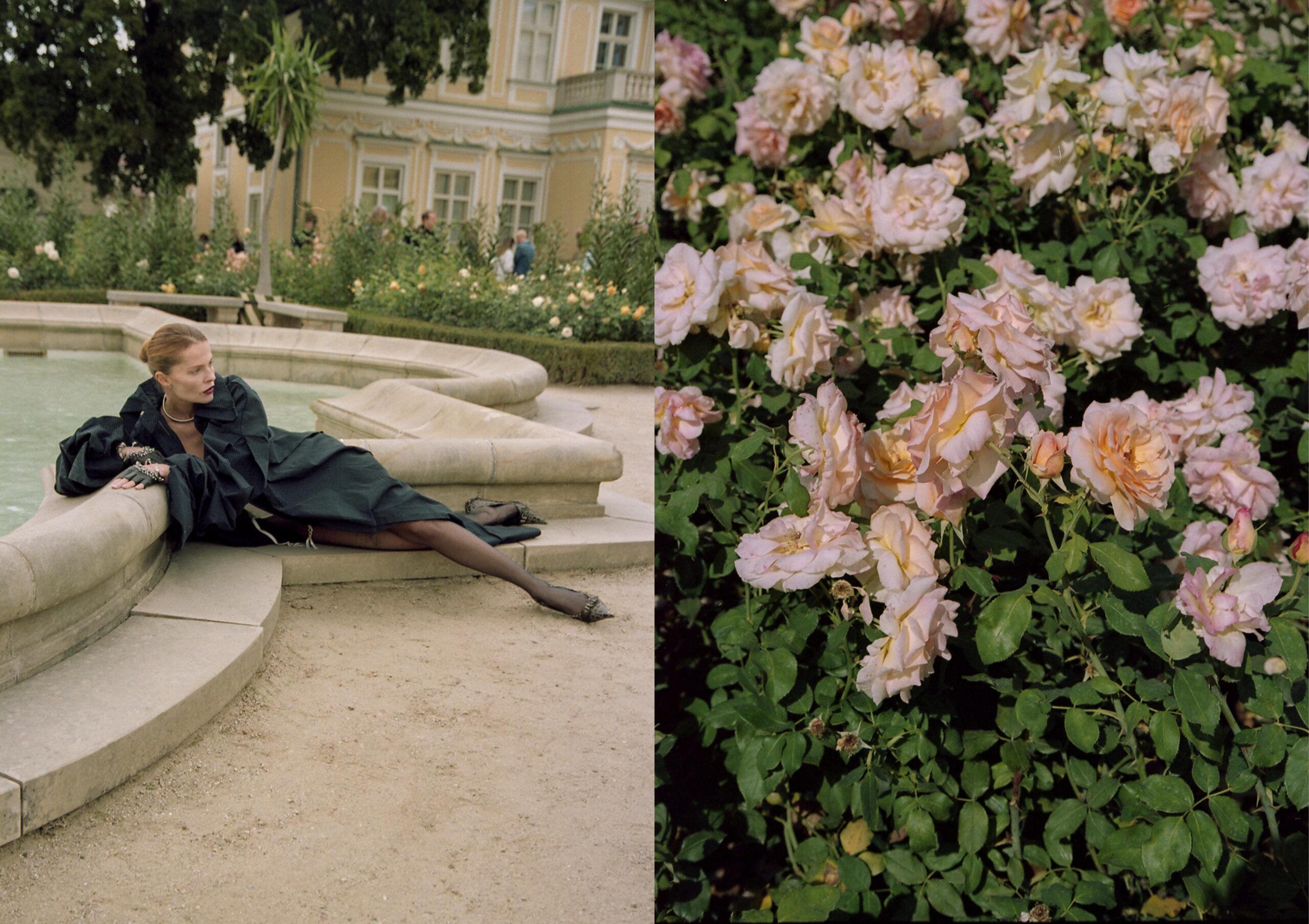 Fashion Story: The Rose